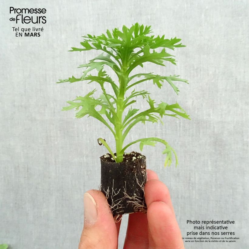 Exemplar von Kanarische Strauch-Margerite Grandaisy Gold - Argyranthemum Mini-Plug Ø 3/4 cm wie im Frühjahr geliefert