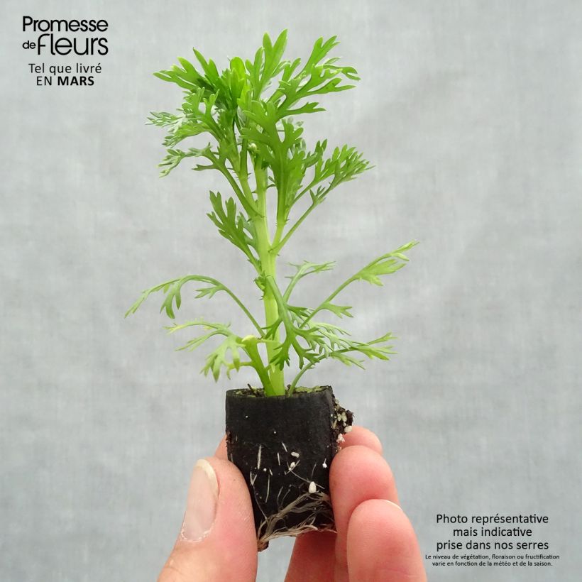 Exemplar von Kanarische Strauch-Margerite Grandaisy Pink Tourmaline - Argyranthemum Mini-Plug Ø 3/4 cm wie im Frühjahr geliefert