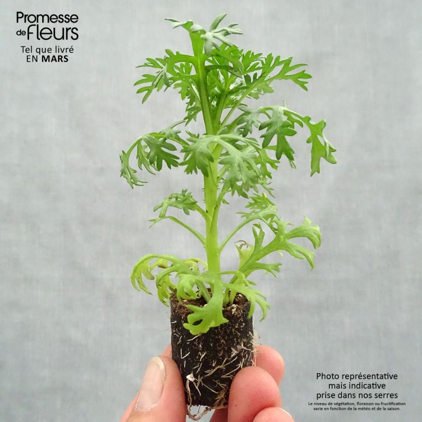 Exemplar von Kanarische Strauch-Margerite Grandaisy Ruby - Argyranthemum Mini-Plug Ø 3/4 cm wie im Frühjahr geliefert