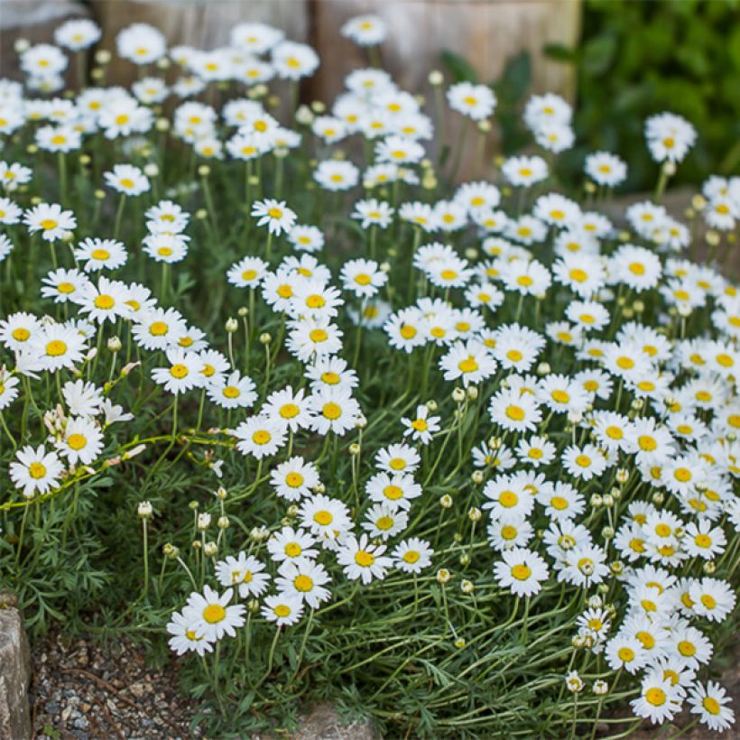 Anthemis carpatica Karpatenschnee - Karpaten-Hundskamille (Flowering)