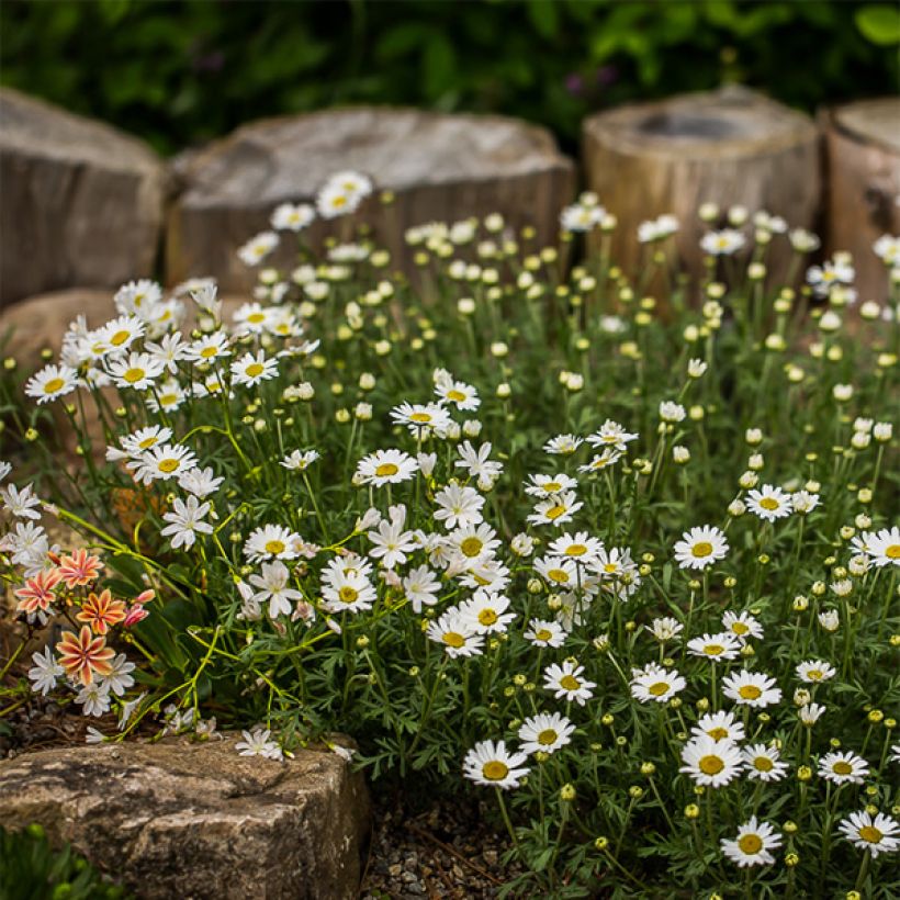 Anthemis carpatica Karpatenschnee - Karpaten-Hundskamille (Plant habit)