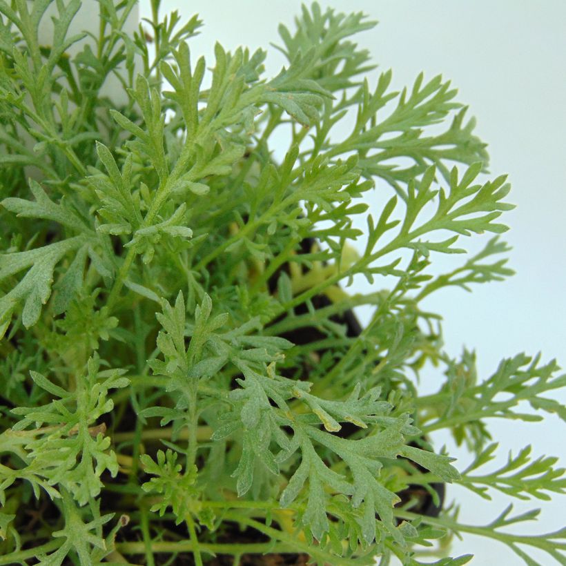 Anthemis carpatica Karpatenschnee - Karpaten-Hundskamille (Foliage)