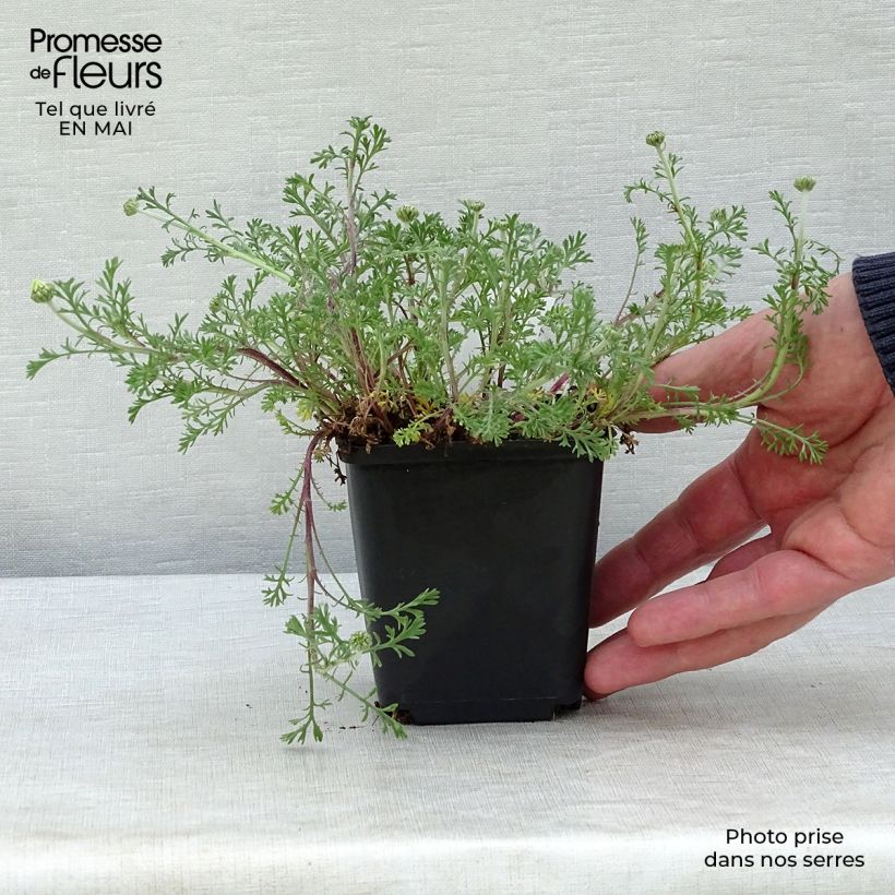 Example of Anthemis carpatica Karpatenschnee - Karpaten-Hundskamille Kleine Töpfe von 8/9 cm as you get in printemps