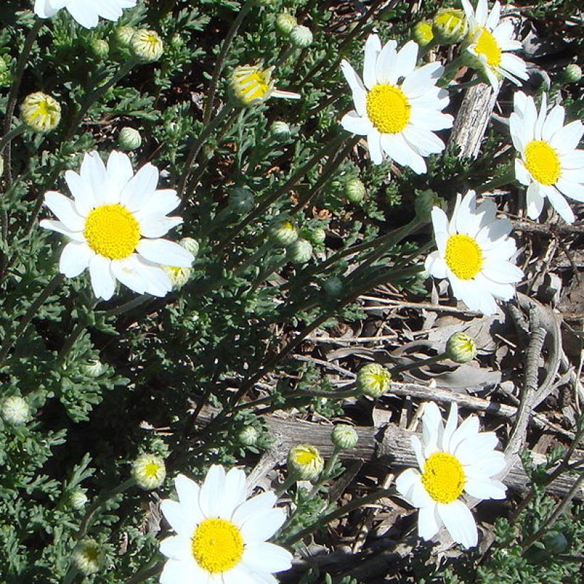 Anthemis punctata subsp. cupaniana - Hundskamille (Wuchs)
