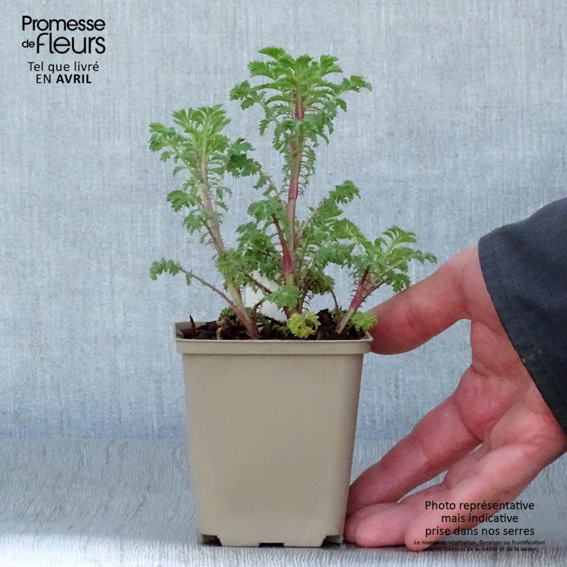 Example of Anthemis sancti-johannis - Johanniskamille Kleine Töpfe von 7/8 cm as you get in printemps