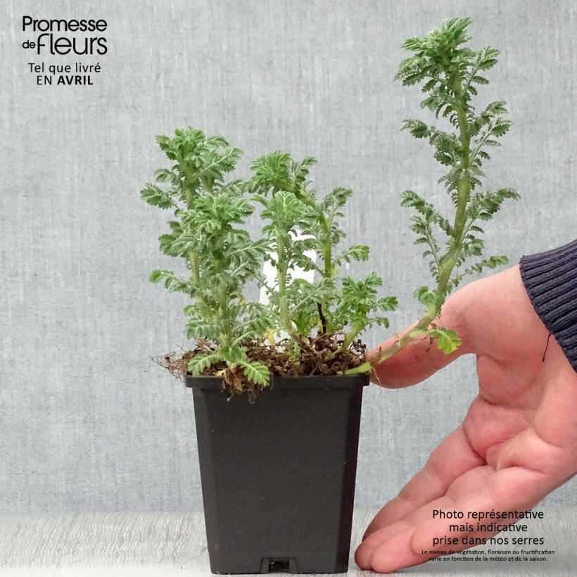 Exemplar von Anthemis tinctoria E.C. Buxton - Färber-Hundskamille Kleine Töpfe von 8/9 cm wie im Frühjahr geliefert