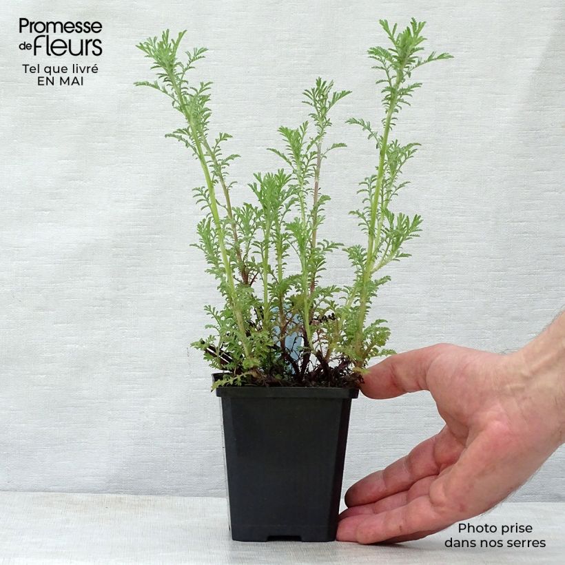 Example of Anthemis tinctoria Kelwayi - Färber-Hundskamille Kleine Töpfe von 8/9 cm as you get in printemps