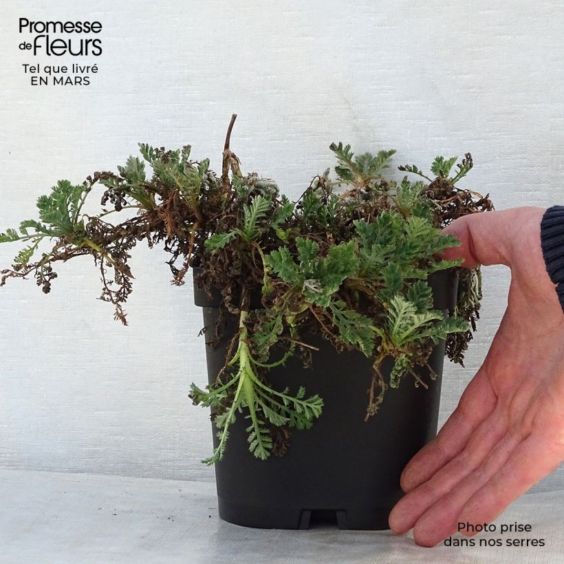 Exemplar von Anthemis tinctoria Sauce Hollandaise - Färber-Hundskamille Topf mit 2L/3L wie im Frühjahr geliefert