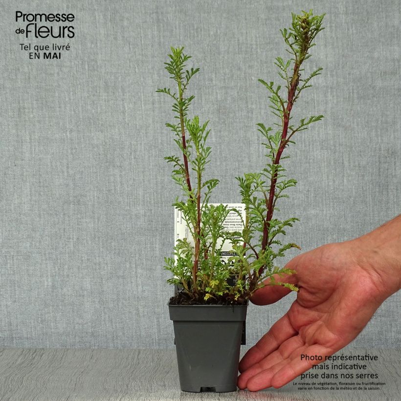 Exemplar von Anthemis tinctoria Wargrave Variety - Färber-Hundskamille Kleine Töpfe von 8/9 cm wie im Frühjahr geliefert