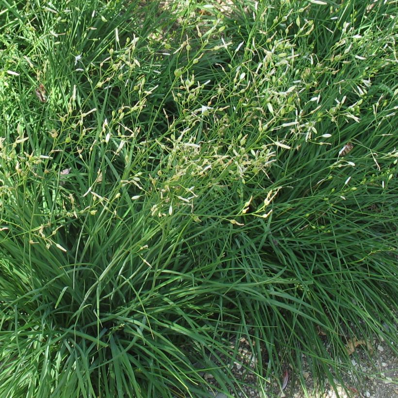 Anthericum ramosum - Ästige Graslilie (Foliage)