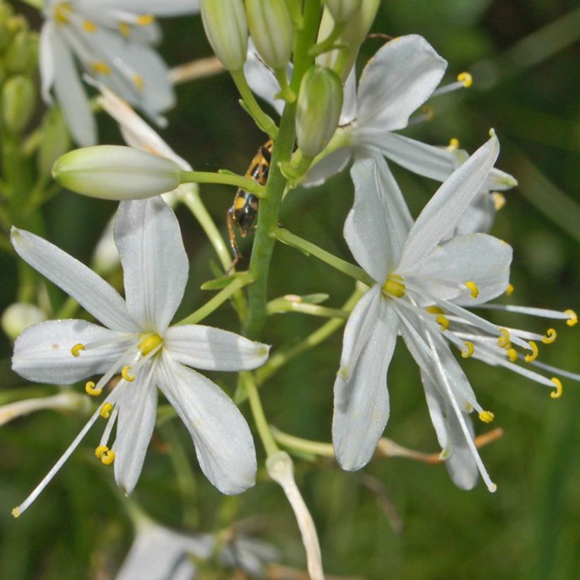 Anthericum ramosum - Ästige Graslilie (Flowering)