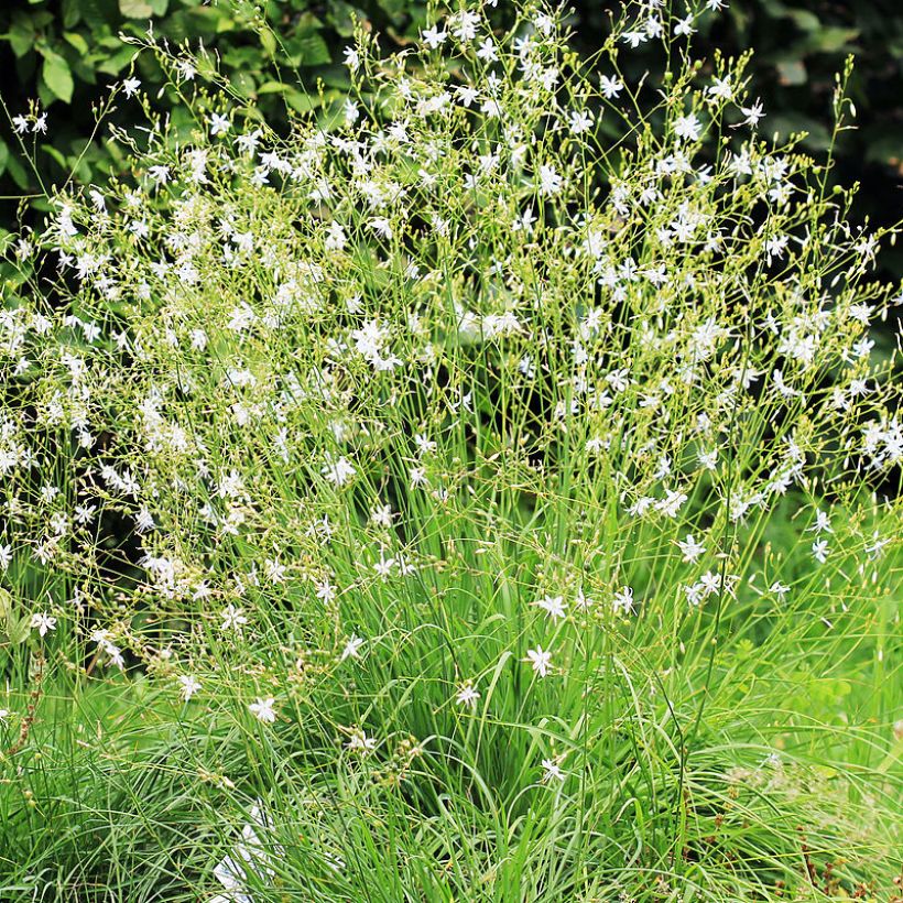 Anthericum ramosum - Ästige Graslilie (Plant habit)