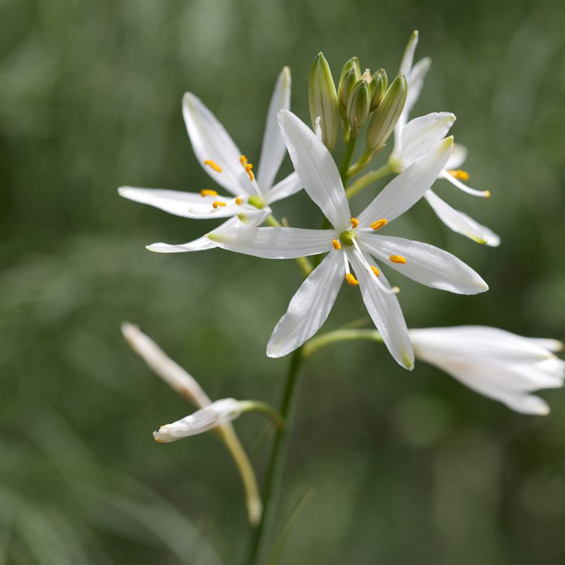 Anthericum liliago - Astlose Graslilie (Blüte)
