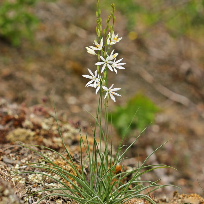 Anthericum liliago - Astlose Graslilie (Wuchs)