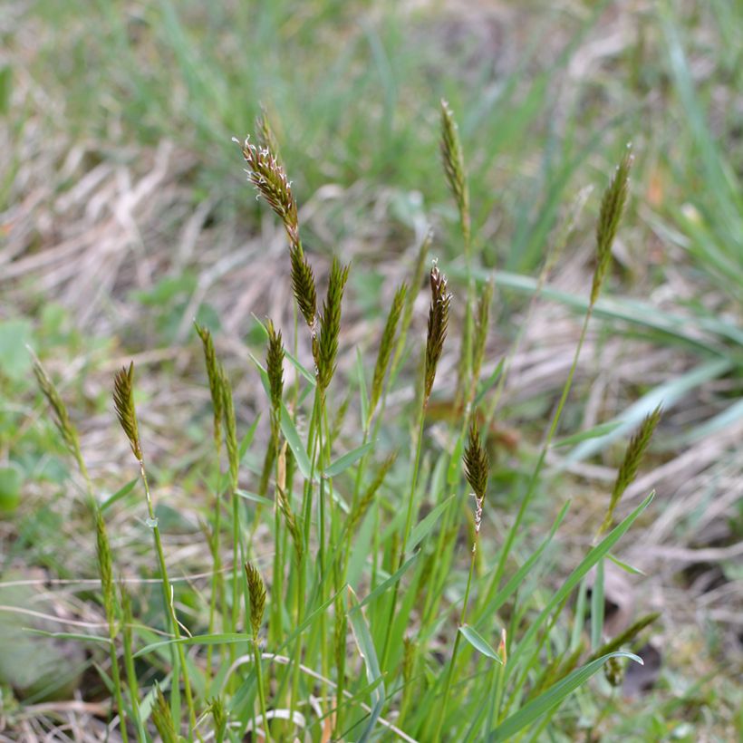 Anthoxanthum odoratum - Gewöhnliches Ruchgras (Wuchs)