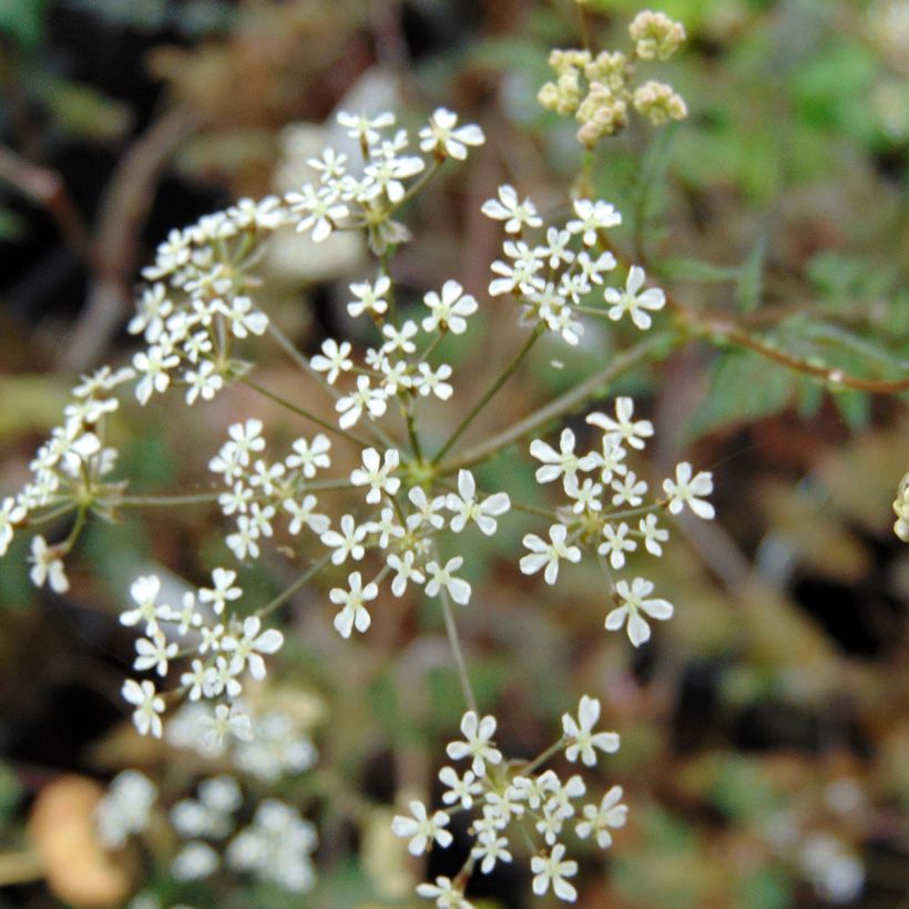 Wiesen-Kerbel Ravenswing - Anthriscus sylvestris (Flowering)
