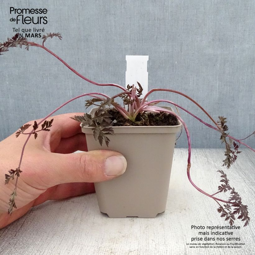 Example of Wiesen-Kerbel Ravenswing - Anthriscus sylvestris Kleine Töpfe von 8/9 cm as you get in printemps