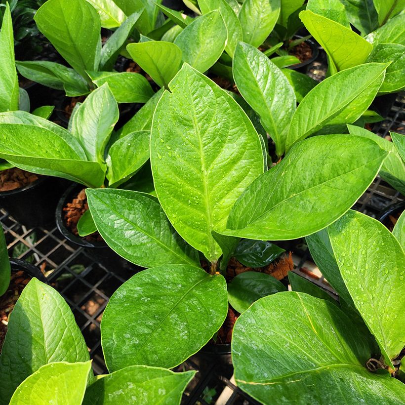 Flamingoblumen - Anthurium jenmanii Green Jady (Laub)