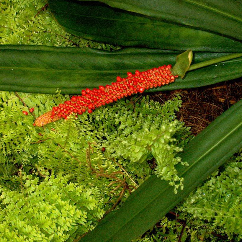 Flamingoblumen - Anthurium bakeri (Blüte)