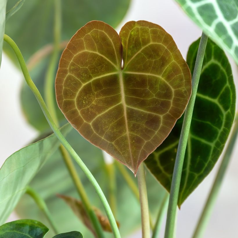 Anthurium clarinervium - Flamingoblumen (Foliage)