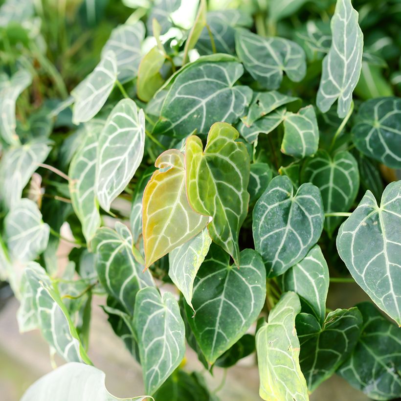 Flamingoblumen - Anthurium crystallinum (Laub)