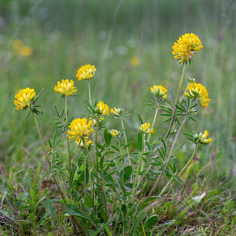 Anthyllis vulneraria - Gewöhnlicher Wundklee (Wuchs)