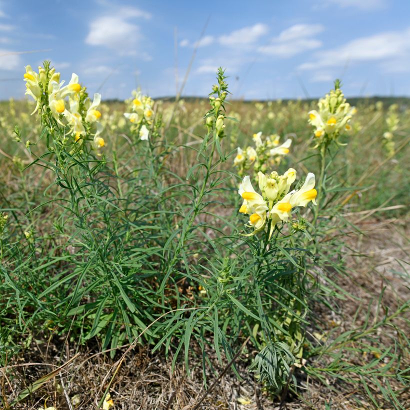 Antirrhinum braun-blanquetii - Iberisches Löwenmäulchen (Wuchs)