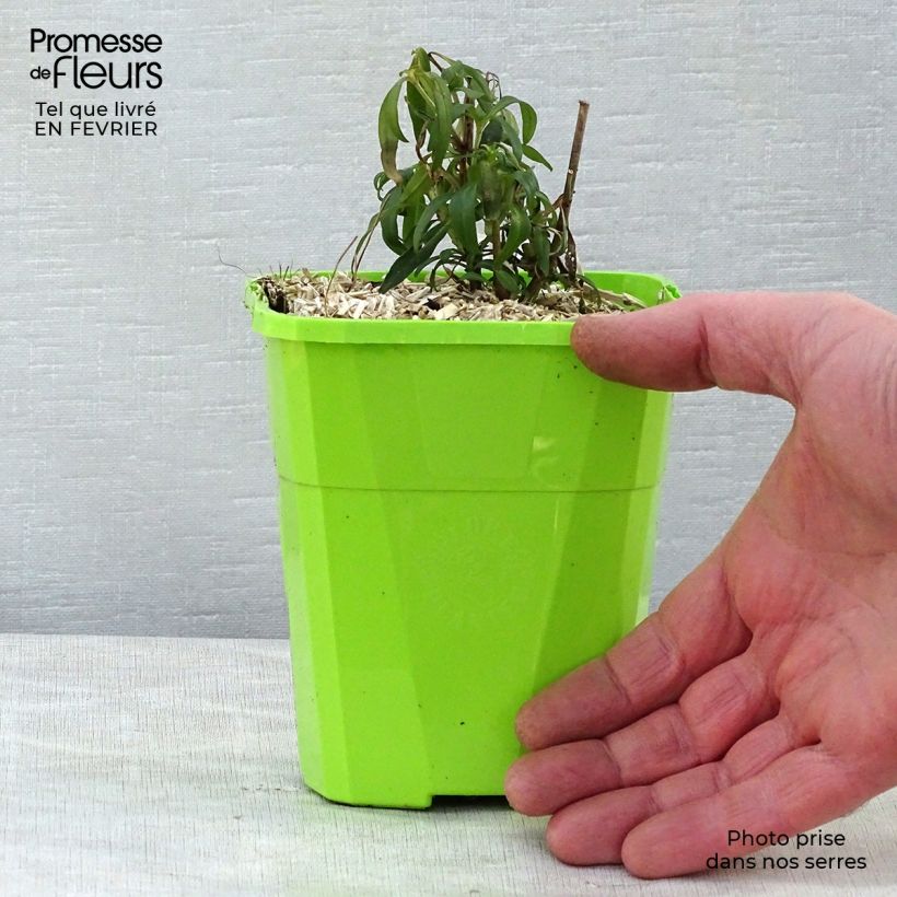 Exemplar von Löwenmäulchen Pretty in Pink - Antirrhinum Topf mit 1L/1,5L wie im Winter geliefert