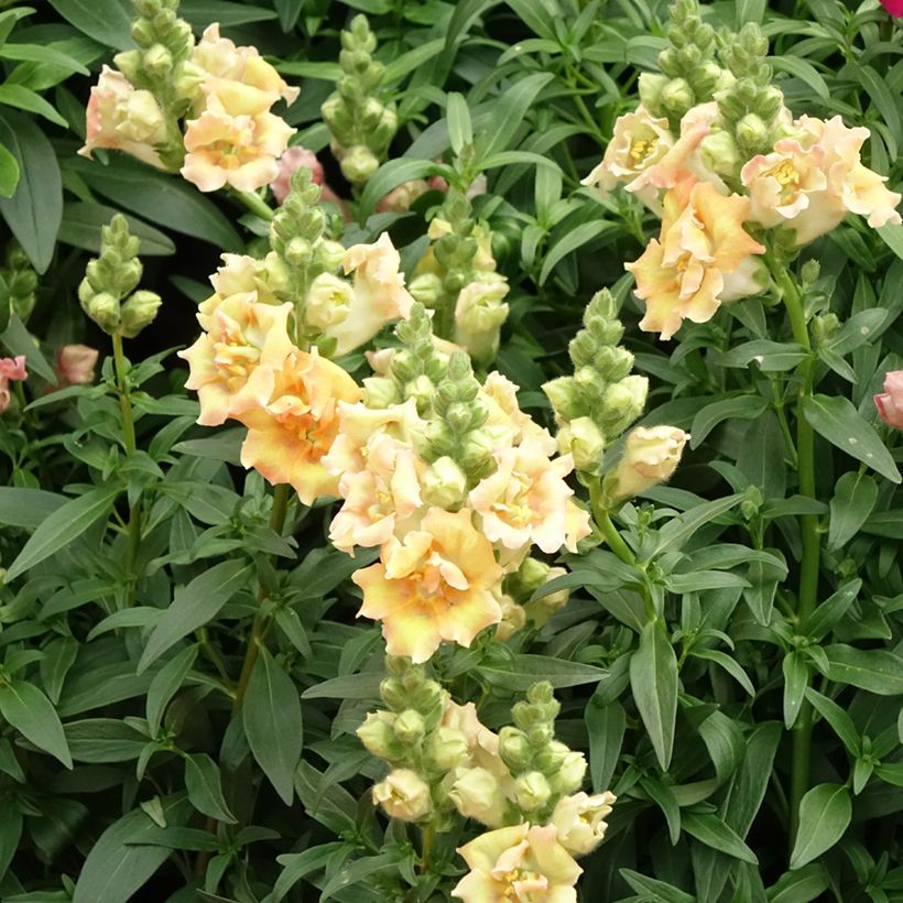 Löwenmäulchen Sweet Duet Citrus (Samen) - Antirrhinum (Flowering)