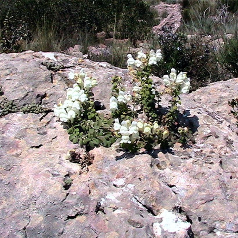 Antirrhinum molle - Löwenmäulchen (Wuchs)