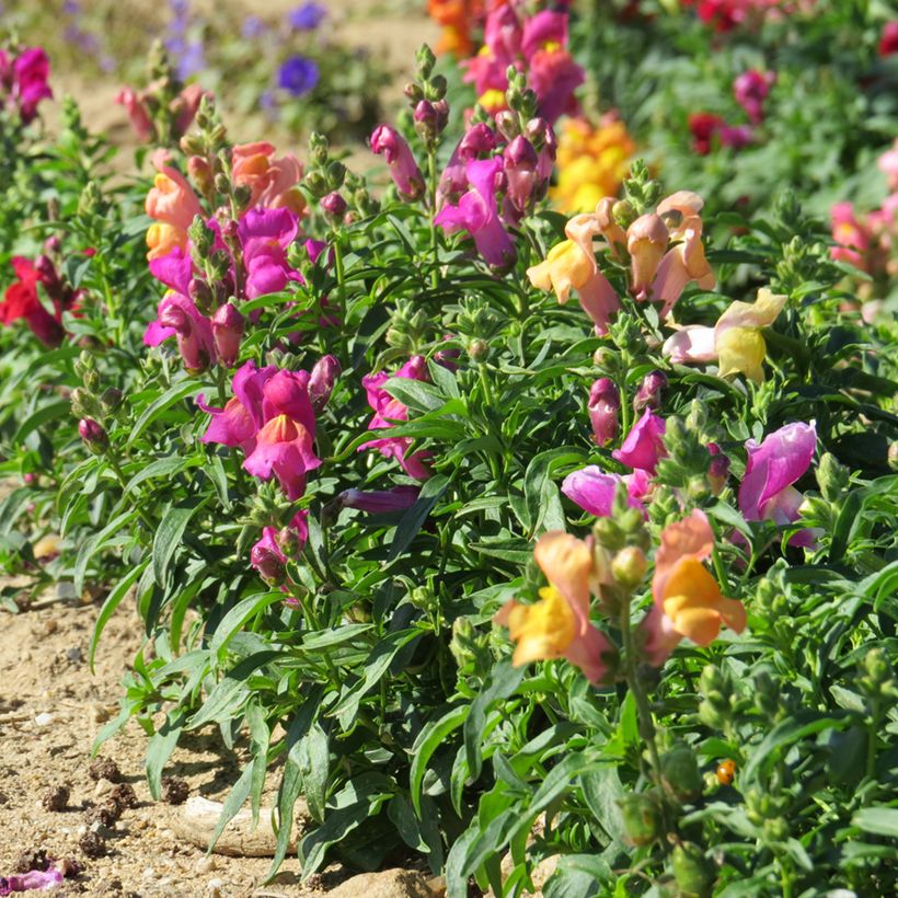 Löwenmäulchen Emerald Isles (Samen) - Antirrhinum (Wuchs)