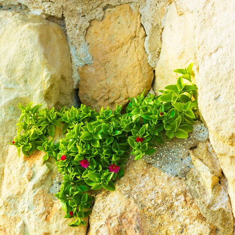 Aptenia cordifolia - Aptenie (Plant habit)