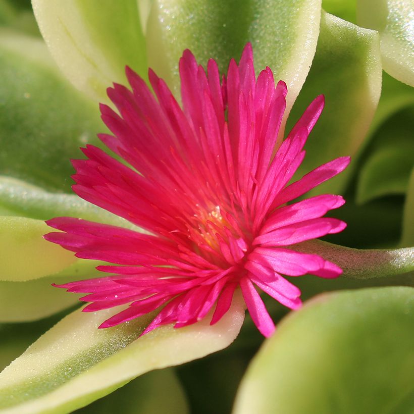 Aptenia cordifolia Variegata - Aptenie (Blüte)