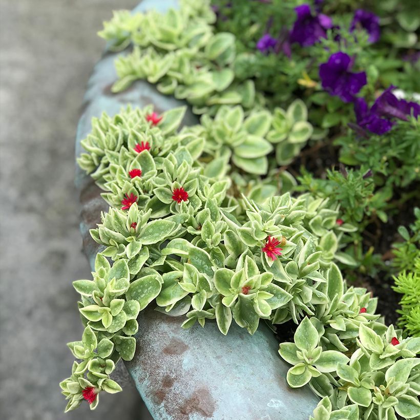Aptenia cordifolia Variegata - Aptenie (Wuchs)