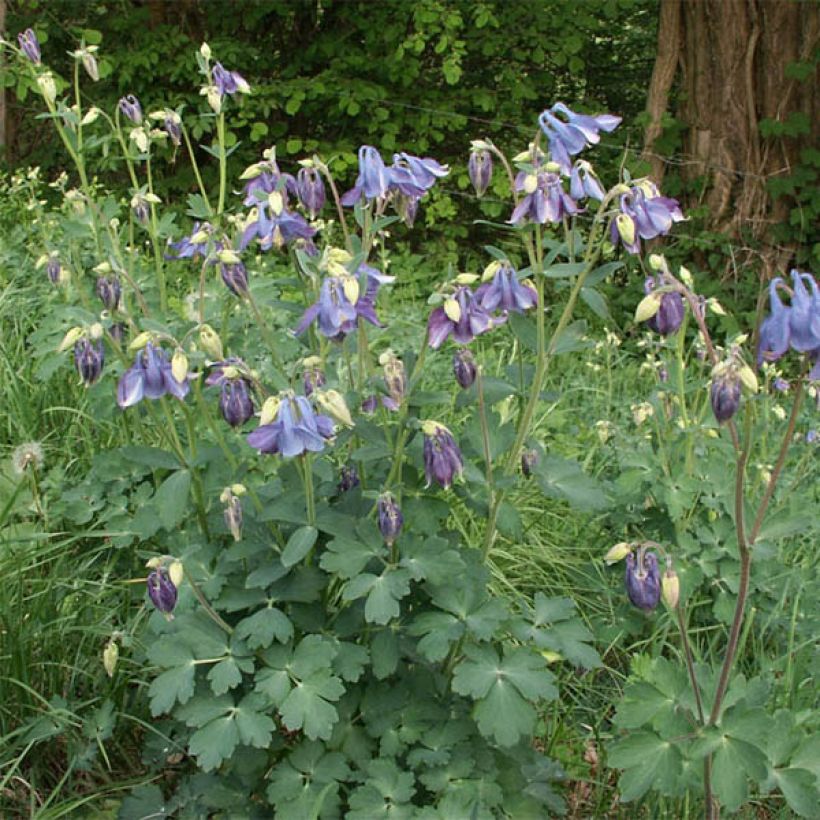 Aquilegia Songbird Series Bunting - Garten-Akelei (Wuchs)