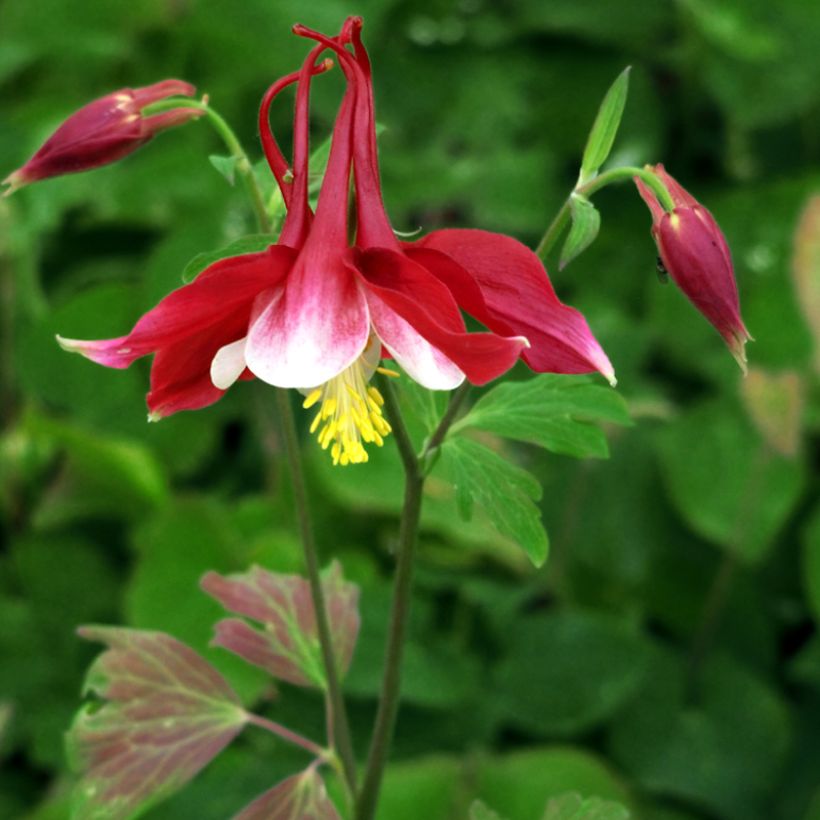 Aquilegia Songbird Series Cardinal - Garten-Akelei (Wuchs)