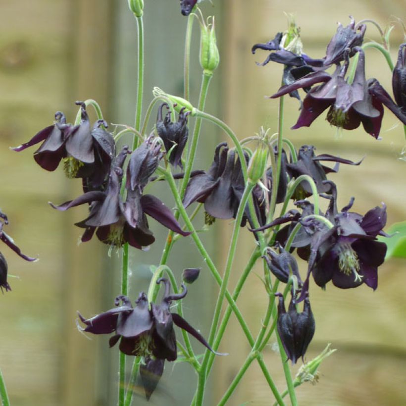 Aquilegia atrata - Schwarze Akelei (Wuchs)