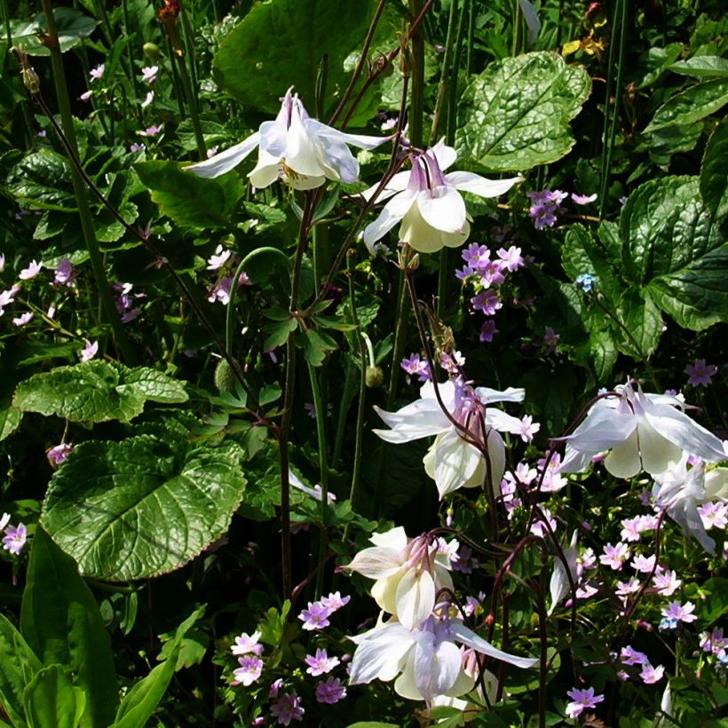 Aquilegia fragrans - Duftende Akelei (Wuchs)