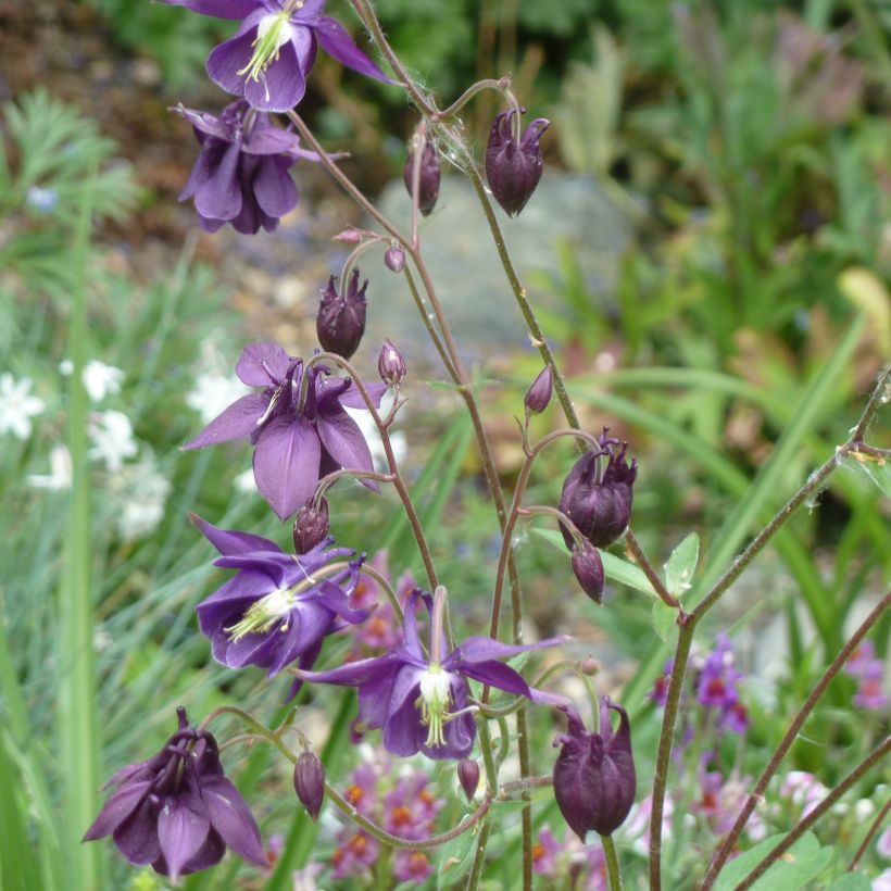 Aquilegia rockii - Tibet-Akelei (Wuchs)