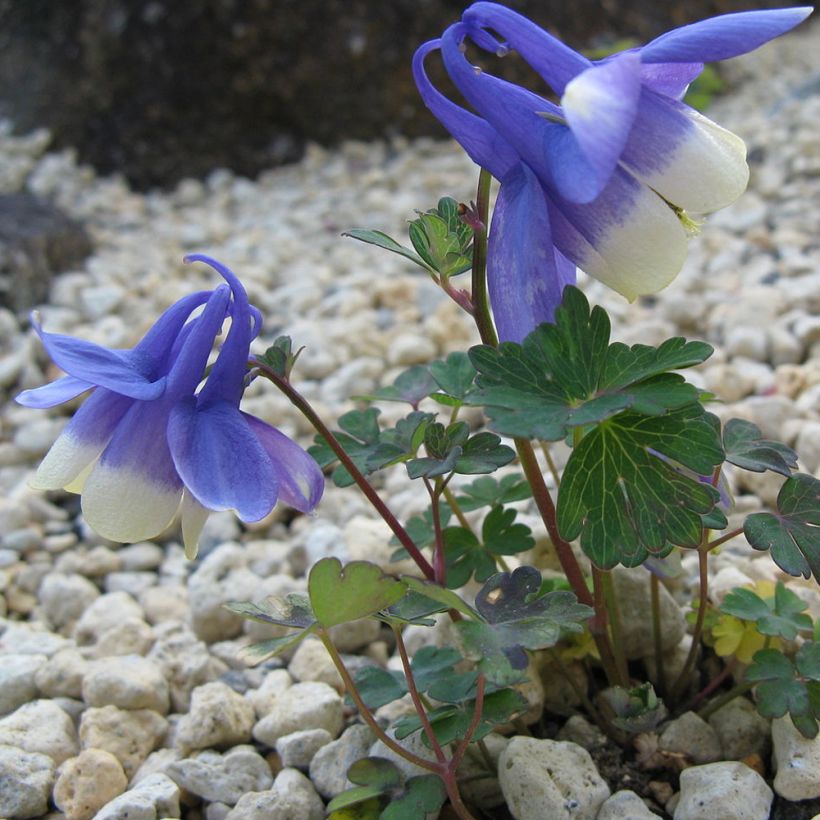 Aquilegia sibirica - Sibirische Akelei (Plant habit)