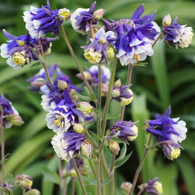Aquilegia Winky Blue White - Kurzspornige Akelei (Wuchs)