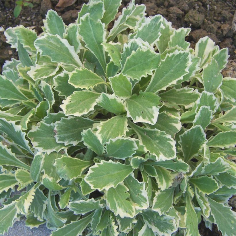 Arabis caucasica Variegata - Kaukasische Gänsekresse (Foliage)