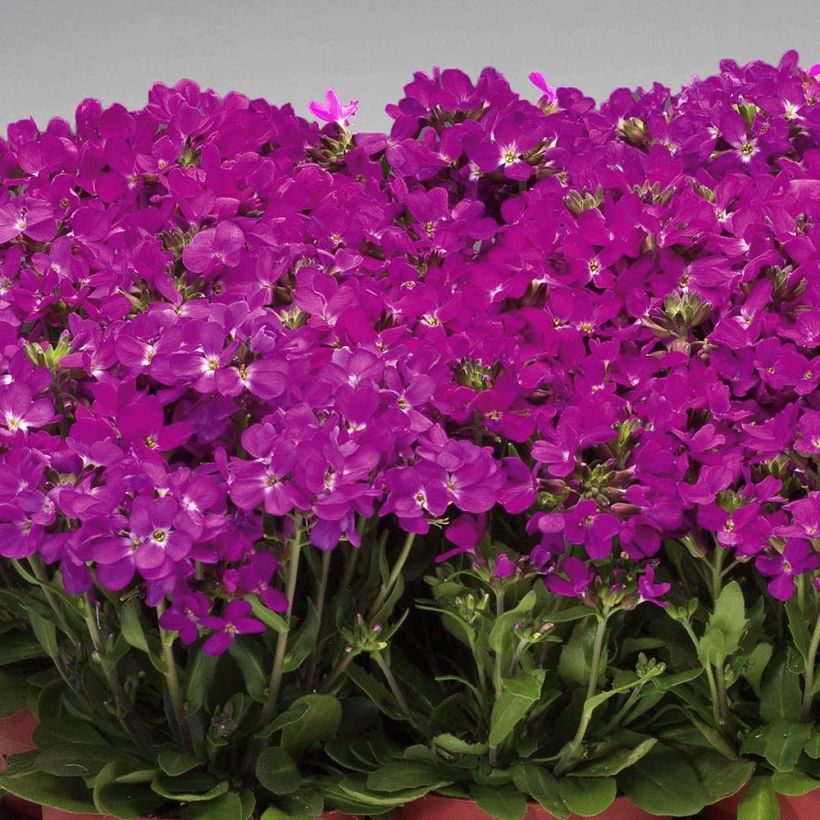 Arabis blepharophylla Rose Delight - Wimpernblättrige Gänsekresse (Plant habit)
