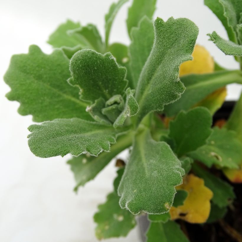 Arabis caucasica Plena - Kaukasische Gänsekresse (Laub)
