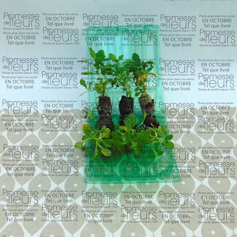 Beispiel eines Exemplars von Arabis caucasica Roselite - Kaukasische Gänsekresse Mini-Plug Ø 3/4 cm wie geliefert