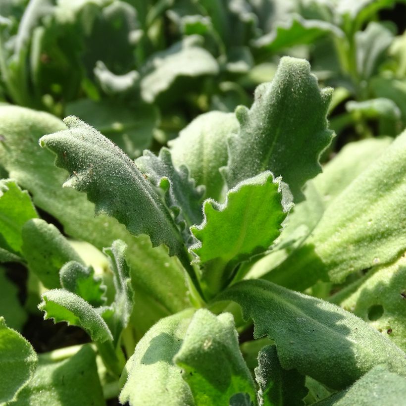 Arabis caucasica Snowball - Kaukasische Gänsekresse (Laub)