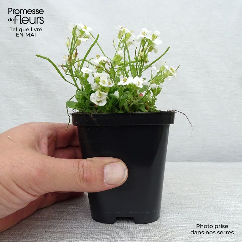 Example of Arabis caucasica Snowcap - Kaukasische Gänsekresse Kleine Töpfe von 8/9 cm as you get in printemps