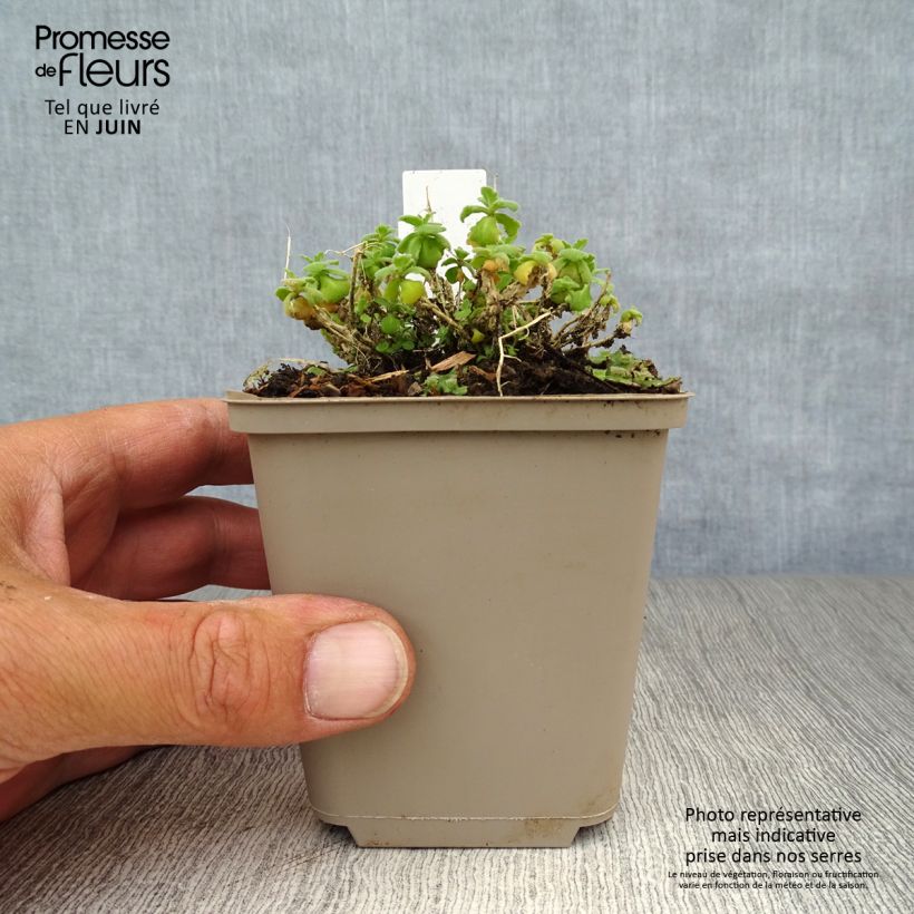 Exemplar von Arabis caucasica Snowcap - Kaukasische Gänsekresse Kleine Töpfe von 8/9 cm wie im Sommer geliefert