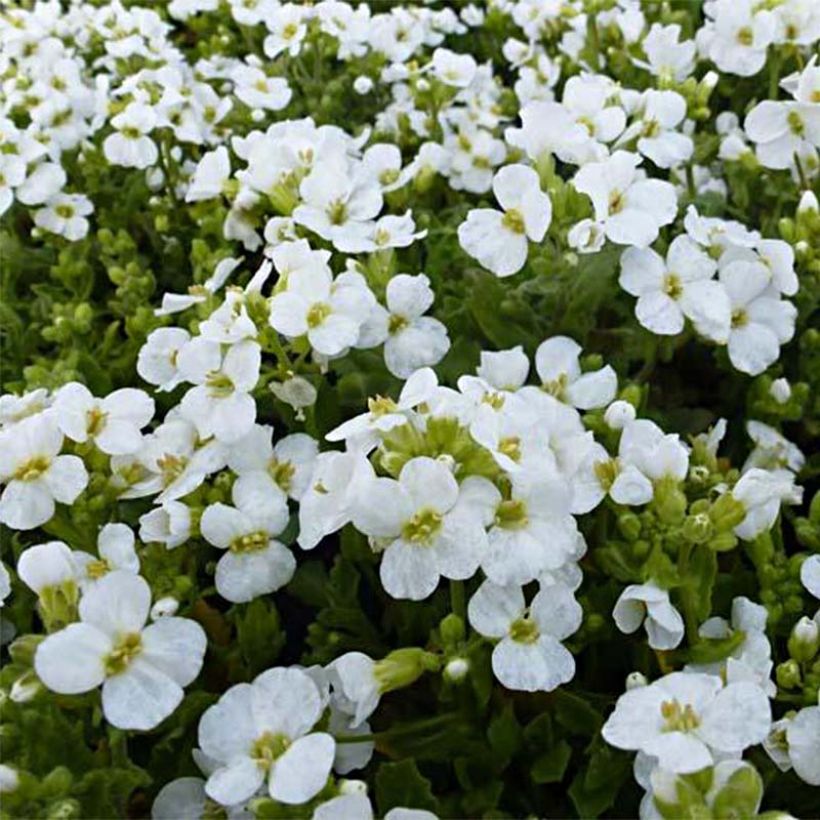 Arabis caucasica Snowcap - Kaukasische Gänsekresse (Flowering)