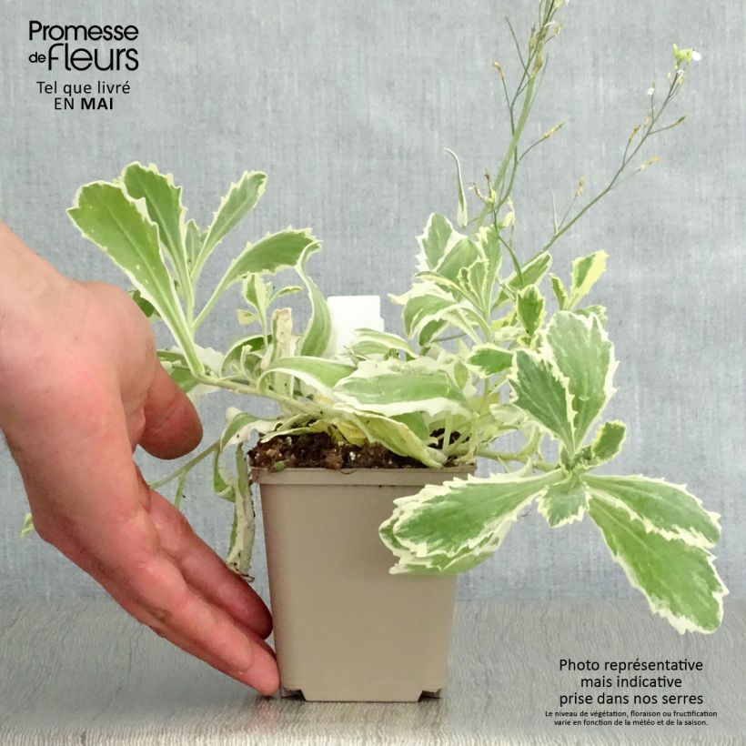 Example of Arabis caucasica Variegata - Kaukasische Gänsekresse Kleine Töpfe von 8/9 cm as you get in printemps